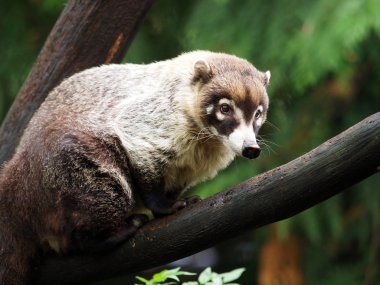 Ağaç dalı üzerinde oturan coati