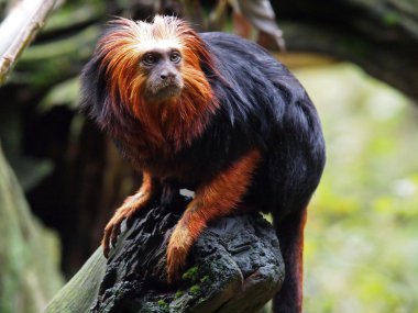 Altın Aslan pembe maymun (leontopithecus rosalia)