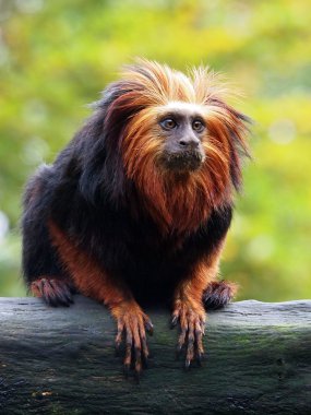 Altın Aslan pembe maymun (leontopithecus rosalia)