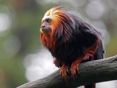 Altın Aslan pembe maymun (leontopithecus rosalia)
