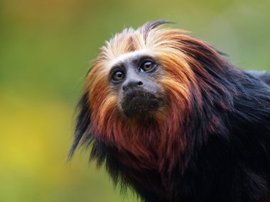 Altın Aslan pembe maymun (leontopithecus rosalia)