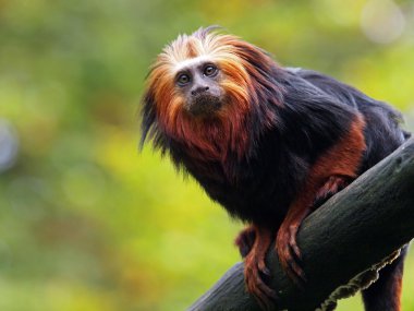 Altın Aslan pembe maymun (leontopithecus rosalia)