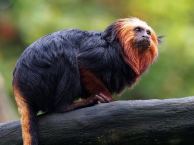 Altın Aslan pembe maymun (leontopithecus rosalia)