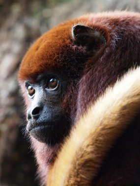 Bir ağaçta dinlenme mantled uluyan (Alouatta seniculus)