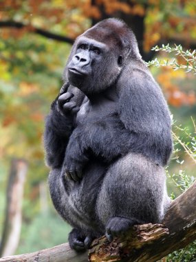 Bir gorilin portresi