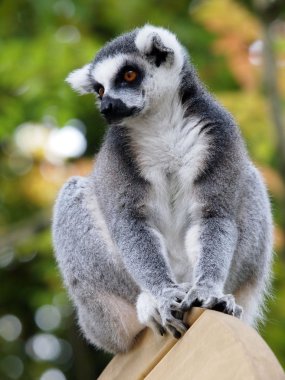 ring-tailed bir lemur Close-Up