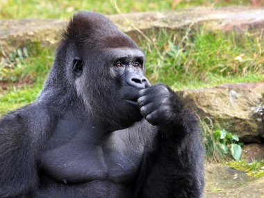 Bir gorilin portresi