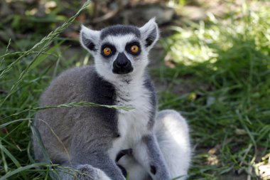 ring-tailed bir lemur Close-Up