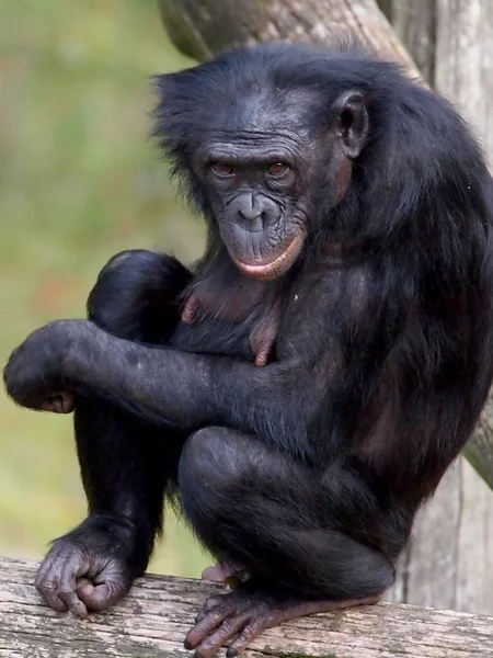 Colombian black spider monkey — Stock Photo, Image