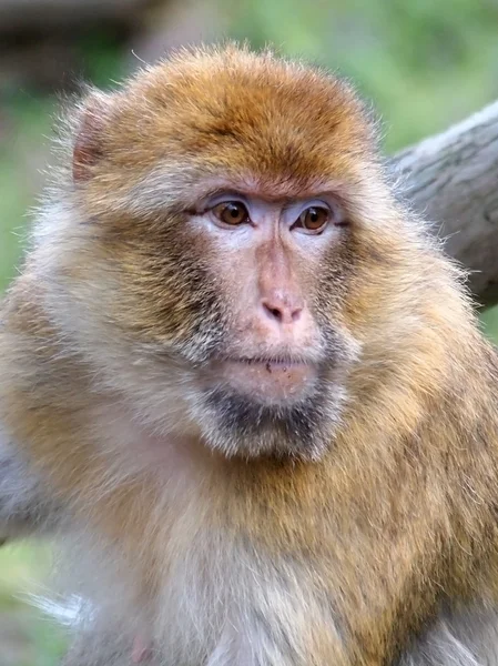 Portrait d'un singe berbère — Photo