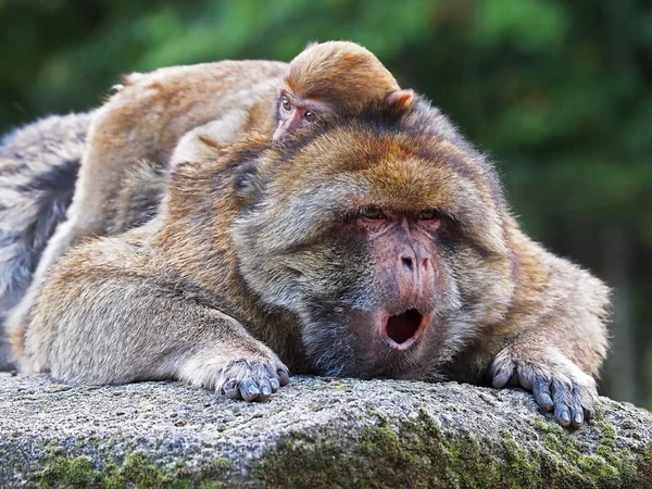 Berber monkeys with baby — Stock Photo, Image