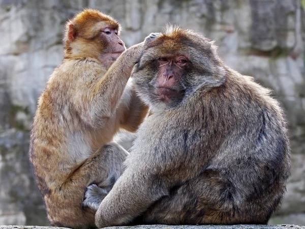 Monos bereberes con bebé — Foto de Stock