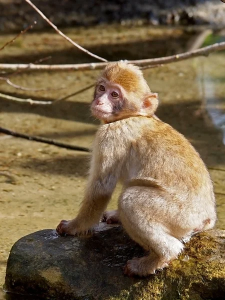 Portrait of baby Berber monkey — Stock Photo, Image