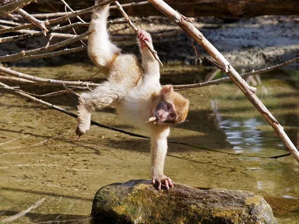 Porträt des Berberaffenbabys — Stockfoto