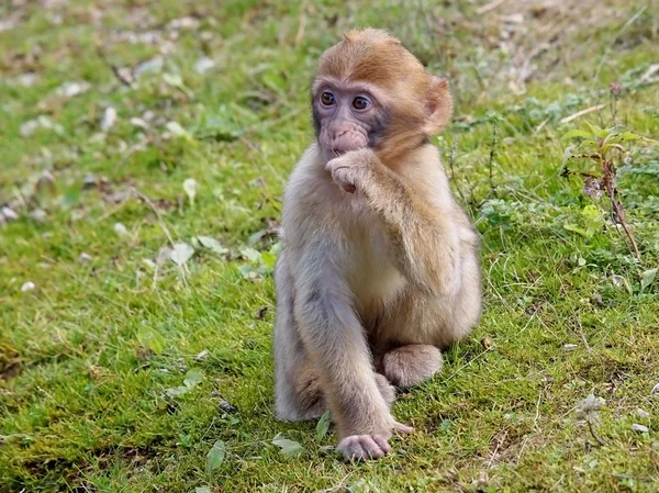Portrait of baby Berber monkey — Stock Photo, Image