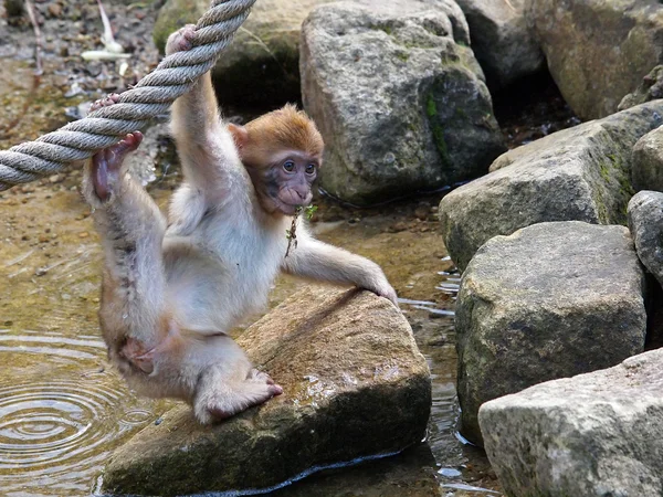 Portrait of baby Berber monkey — Stock Photo, Image