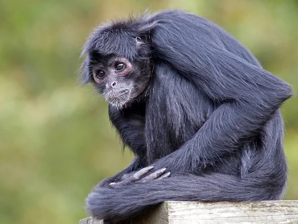 Colombiaanse Zwarte spinaap — Stockfoto