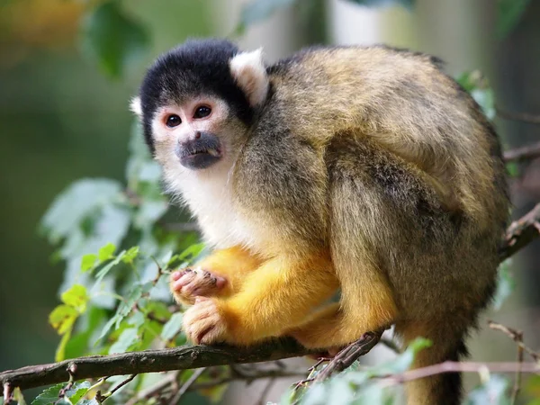 Boliviano preto tampado macaco esquilo — Fotografia de Stock