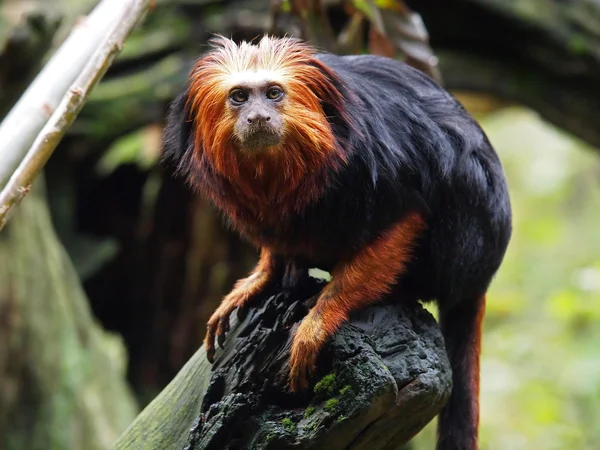 ゴールデンライオンタマリン (leontopithecus ロザリア) — ストック写真