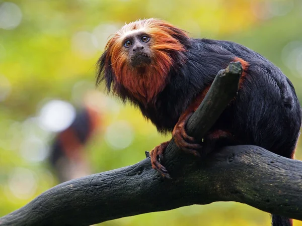 Leão dourado tamarin (Leontopithecus rosalia ) — Fotografia de Stock