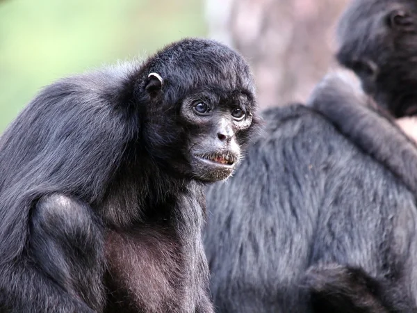 Kolumbijský černý Spider Monkey — Stock fotografie