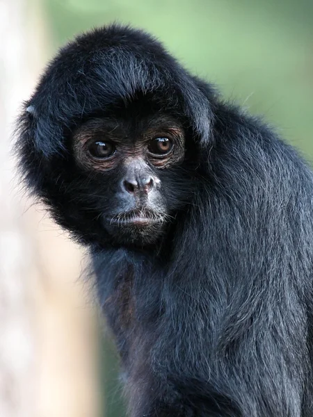 Colombianska svarta Spider Monkey — Stockfoto