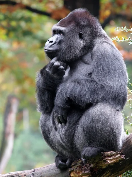 大猩猩的肖像 — 图库照片