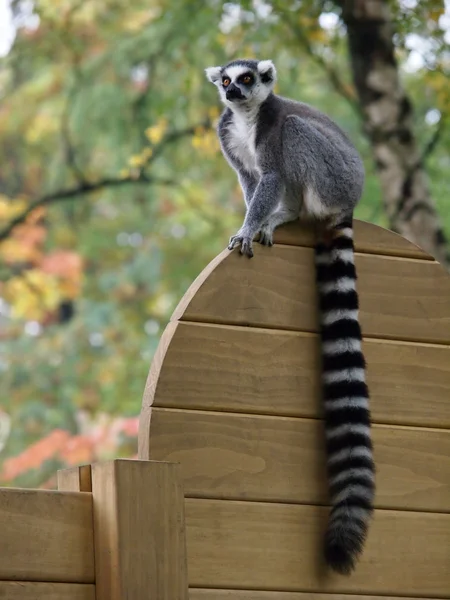 Detail Lemura — Stock fotografie