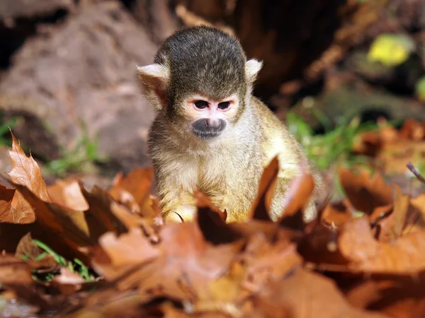 Bolivian black capped squirrel monkey — Stock Photo, Image