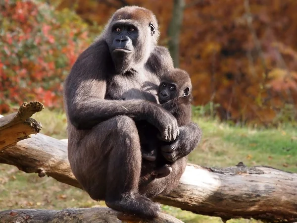 大猩猩母亲带着她的孩子 — 图库照片