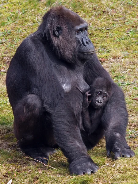 Gorilla madre con su hijo — Foto de Stock