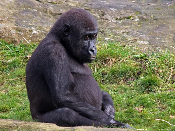 Retrato de un gorila — Foto de Stock