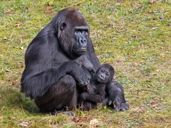 Gorilla mother with her child — Stock Photo, Image