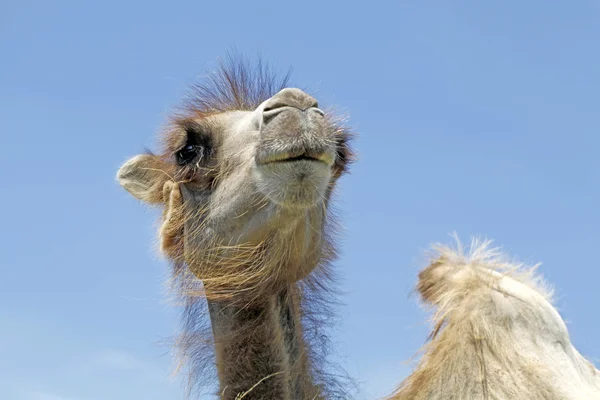 Close up of Camel against blue sky — Stock Photo, Image
