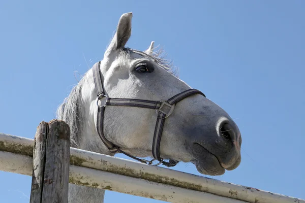 Білий кінь з блакитним небом — стокове фото