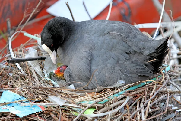 Coot con el polluelo sentado en el nido — Foto de Stock