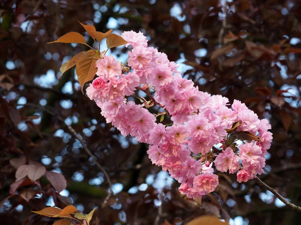 Весеннее дерево с розовым цветом — стоковое фото