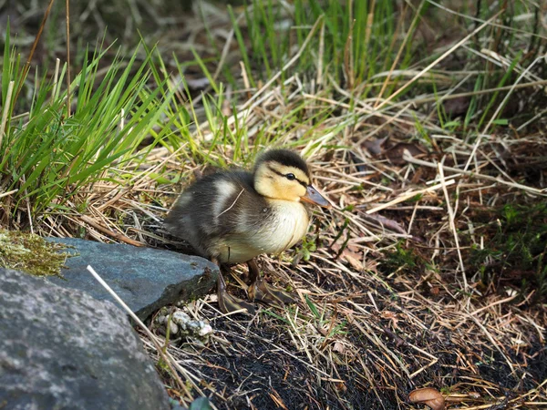 Gosling sur l'herbe — Photo