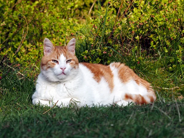 Kırmızı ve beyaz renkli kedi — Stok fotoğraf