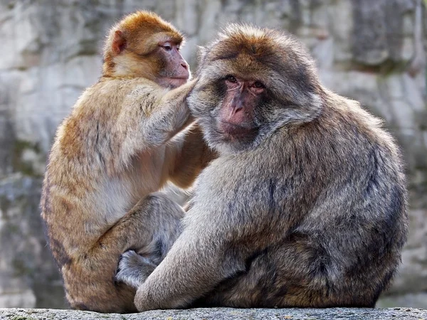 Berber monkeys with baby Stock Image