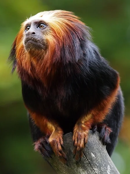 Tamarin Lion Images Libres De Droit Photos De Tamarin Lion Depositphotos Tamarin Lion Images Libres De Droit Photos De Tamarin Lion Depositphotos