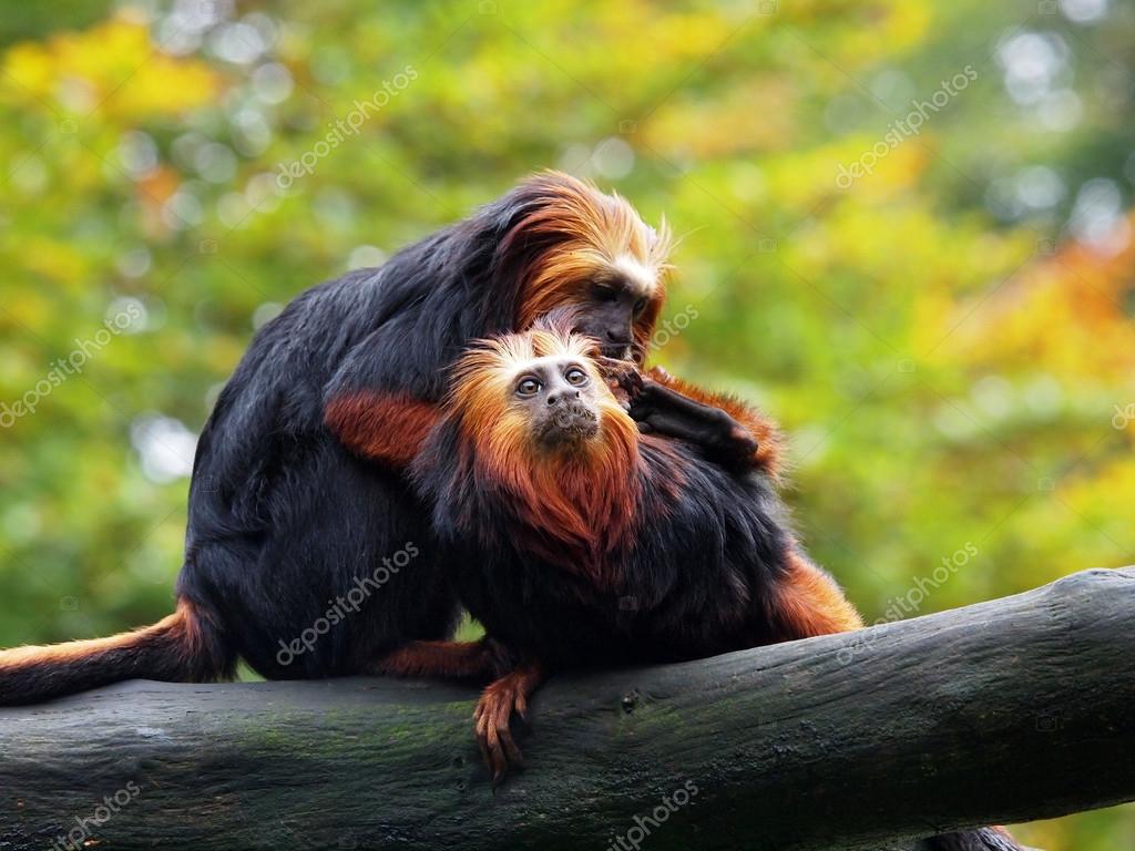 Golden lion tamarin (Leontopithecus rosalia) Stock Photo by ©EBFoto 62391491 Golden lion tamarin (Leontopithecus rosalia) Stock Photo by ©EBFoto 62391491