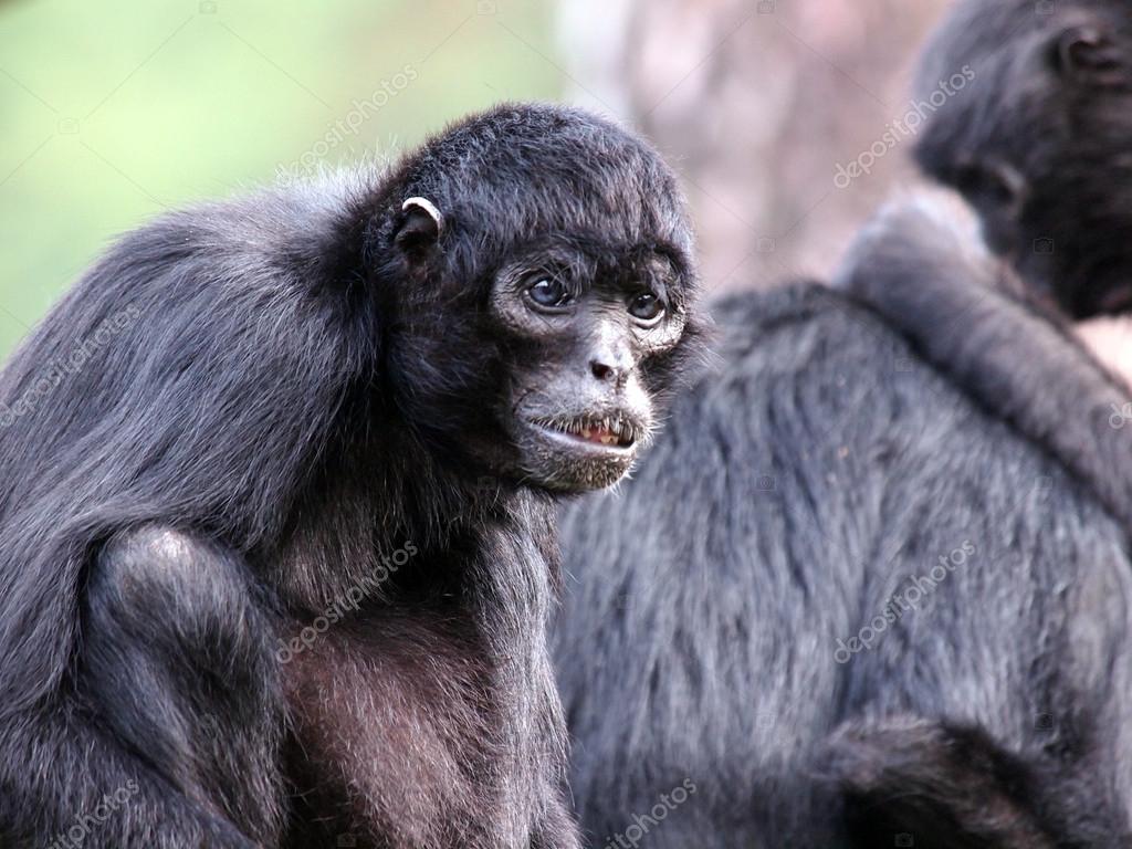 Foto de Preto Macacoaranha e mais fotos de stock de Macaco-aranha