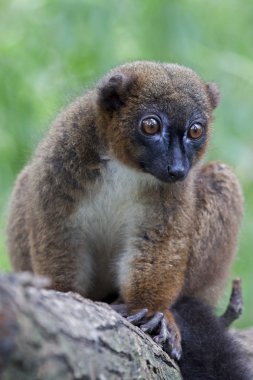 Kırmızı karınlı Lemur ağaç üzerinde