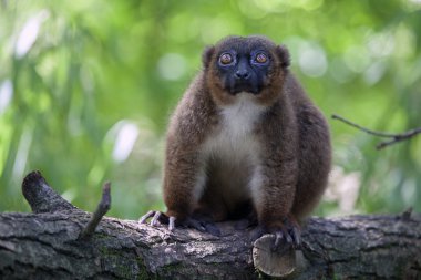 Kırmızı karınlı Lemur ağaç üzerinde