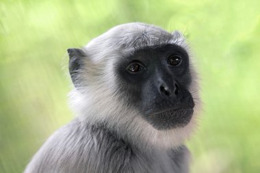 Ormandaki Hanuman langur