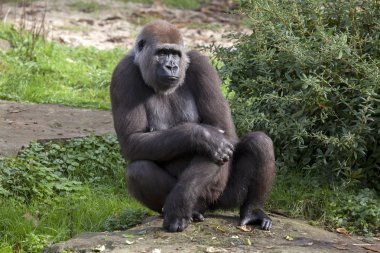 Kara taş üzerine oturan goril
