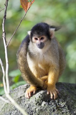 Squirrel monkey on stone clipart