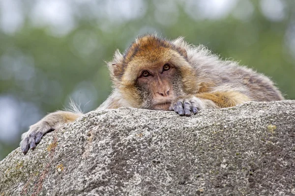 베르베르 원숭이 — 스톡 사진