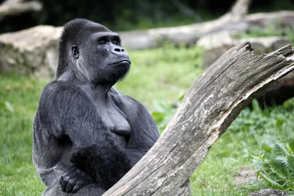 Gorilla silverback near tree — Stock Photo, Image